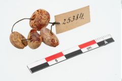 Foto von Bernsteinperlenkette (NHMW-PRAE-025384)